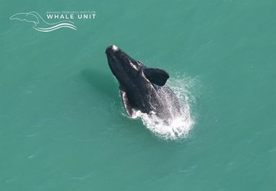 Whales galore…