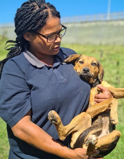 Honde draai by die dood om na marteling
