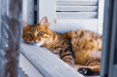 Preventing Feline Leukemia Virus is better than a cure for cat lovers
