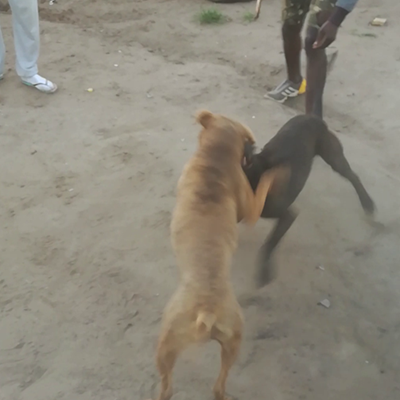 Dog fighters get another reprieve