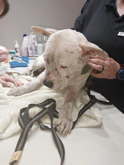 Dog fight cruel and barbaric