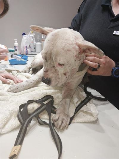 Dog fight cruel and barbaric