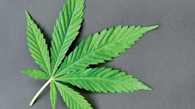 Cannabis Master Plan to be presented to Nedlac