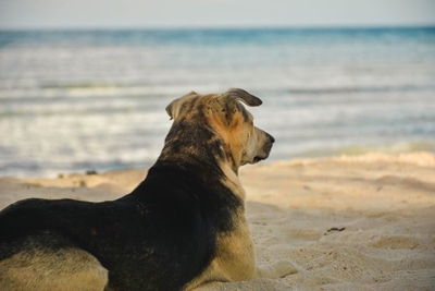 Rules for walking dogs on beaches