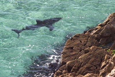 Plett shark activity still high