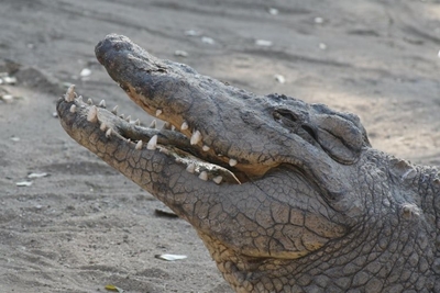 Limpopo cops find body of man ‘killed by crocodile’