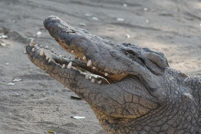 Limpopo cops find body of man ‘killed by crocodile’
