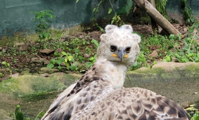 Watch: Rescued crowned eagle takes flight in KZN