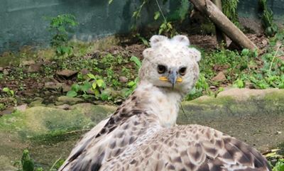 Watch: Rescued crowned eagle takes flight in KZN