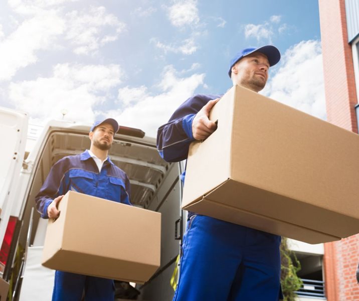 Trekvoëls, swerfvoëls