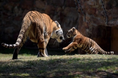 Babies! Joburg zoo celebrates its cutest new arrivals
