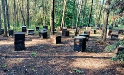 Urban beekeeping’s sting: Experts warn of dangers for residents, pets