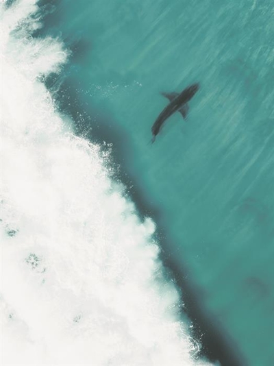 A Jaws-sized boost for Shark Spotters