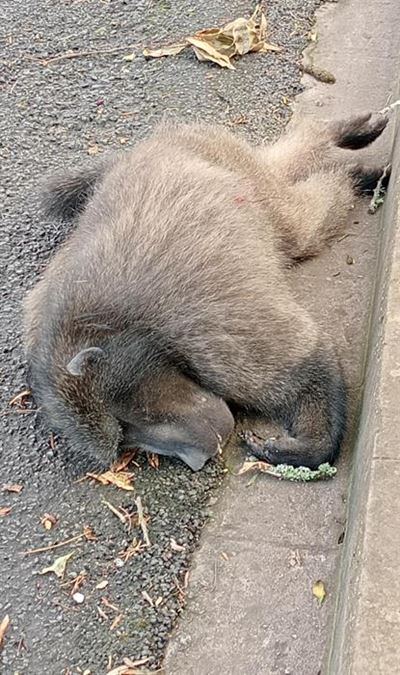 Another baboon killed in Denneoord