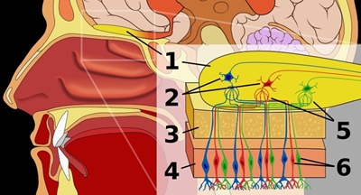 The mechanics of smell