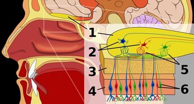 The mechanics of smell