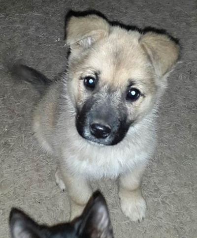 Up for adoption