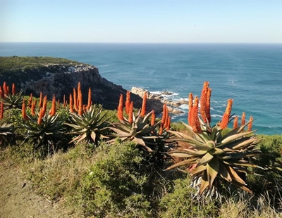 Aloe there!