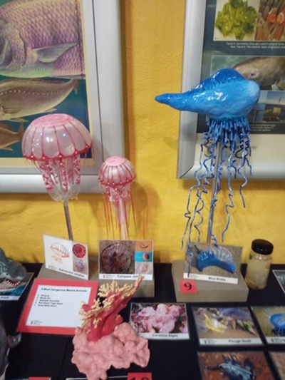 Don't miss special marine exhibition at museum