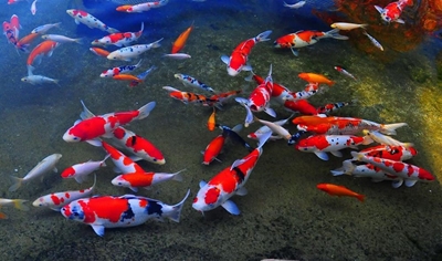 Colourful, unique koi at show