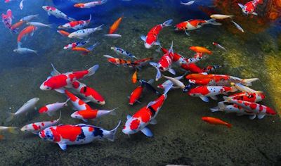 Colourful, unique koi at show