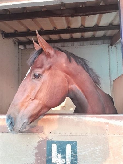 Natasha's Royal remains the season's top earner