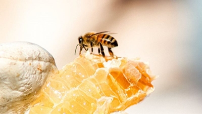 How we can help the honey bee?