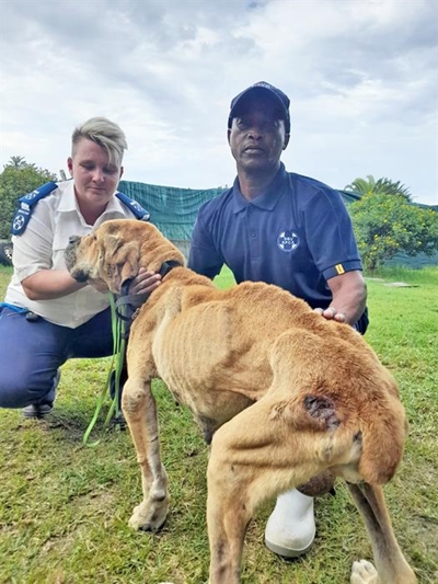 SPCA takes boerboel breeder to court