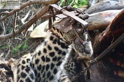 Gin trap leopard death in the Western Cape: No winners in latest killing