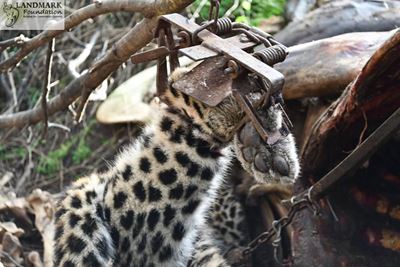 Gin trap leopard death in the Western Cape: No winners in latest killing