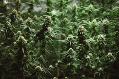‘Protect our local dagga strains from intellectual property theft,’ Parliament told