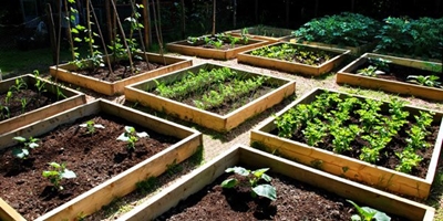 Farming from your balcony