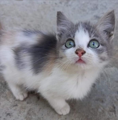 The SPCA needs help