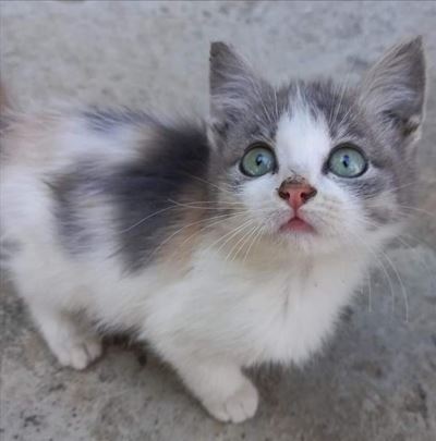 The SPCA needs help