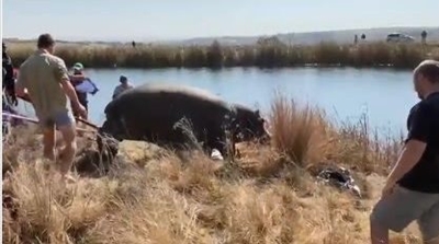 Hippo dies during relocation after capture in Fourways