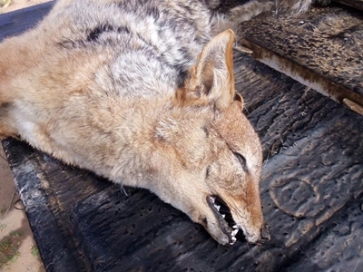 Jack the jackal given burial service