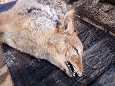 Jack the jackal given burial service