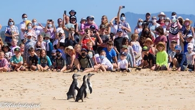 More endangered penguins get a second chance