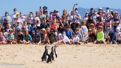 More endangered penguins get a second chance
