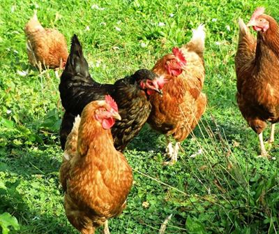 Renewed calls to exempt chicken from VAT