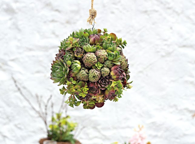 How to DIY a hanging moss ball