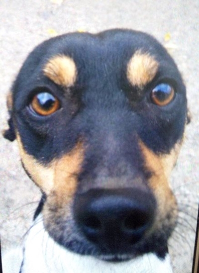 Het jy hierdie hond gesien?