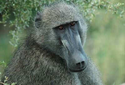 The baboons and monkeys are back