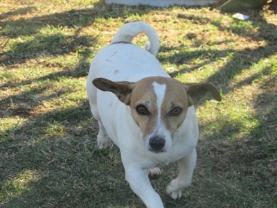 Up for adoption at the SPCA