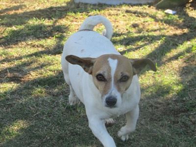 Up for adoption at the SPCA