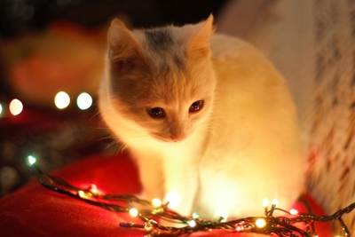 Christmas in July at the SPCA