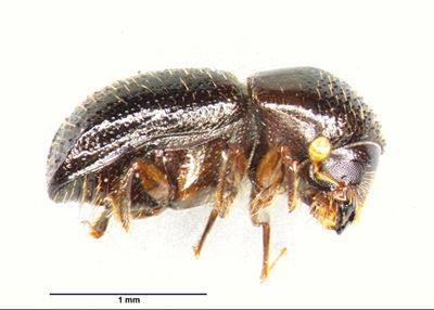 Nano-attack beats the borer beetle