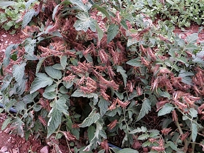 Springkane in Oudtshoorn