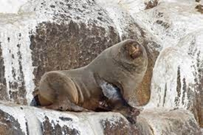 What to do if you see a seal