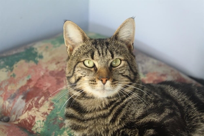 Give a rescue animal a warm home this winter
